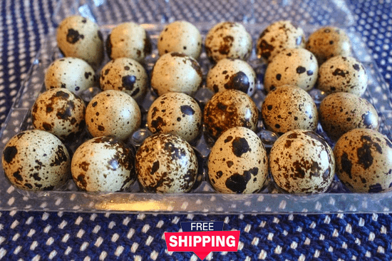 4 Dozen Farm Fresh n Tasty Organic Jumbo Quail Eggs