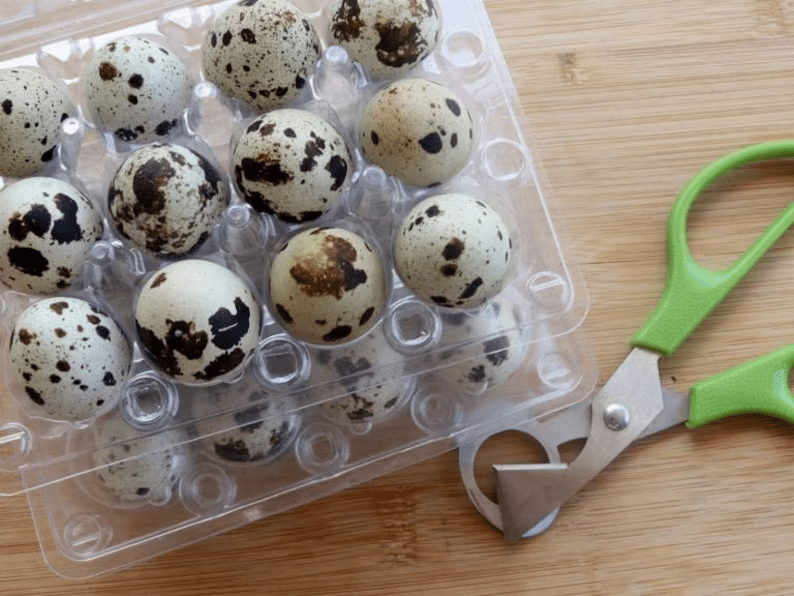 4 Dozen Farm Fresh n Tasty Organic Jumbo Quail Eggs