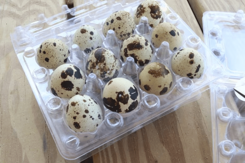 4 Dozen Farm Fresh n Tasty Organic Jumbo Quail Eggs