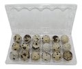 18-cell Extra-Large Jumbo Quail/Pigeon Egg Cartons (3x6)